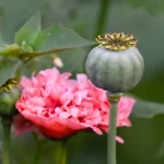 Amapola florecida y en botón
