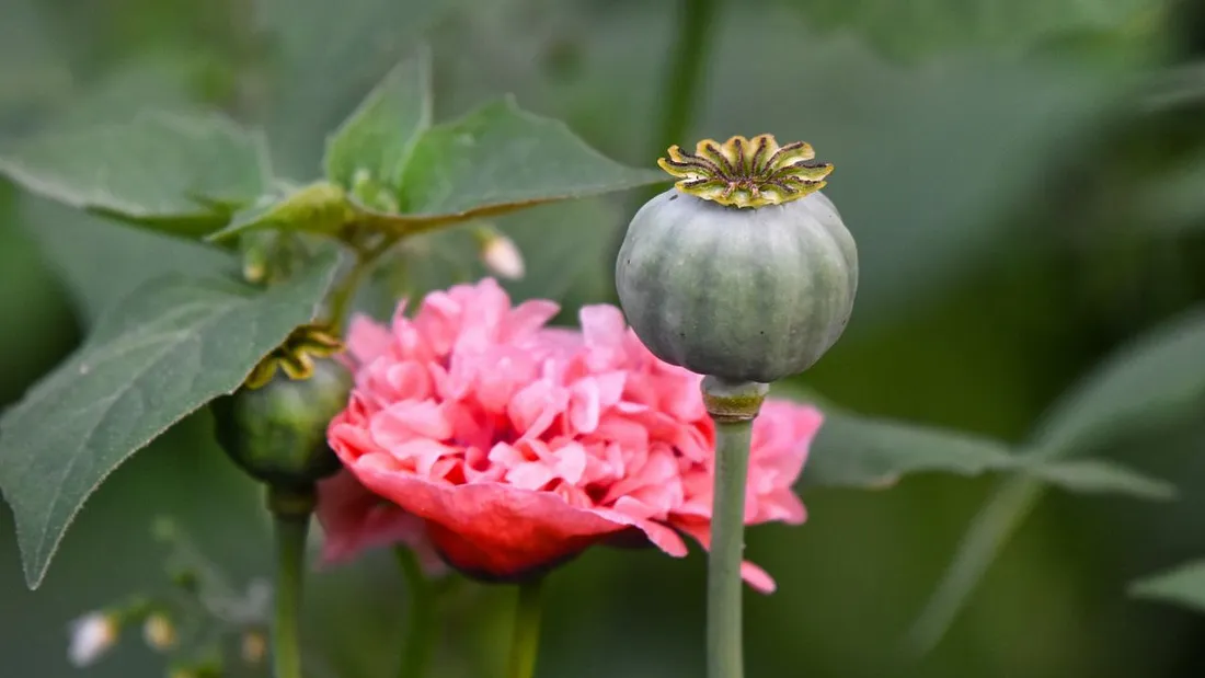 Amapola florecida y en botón