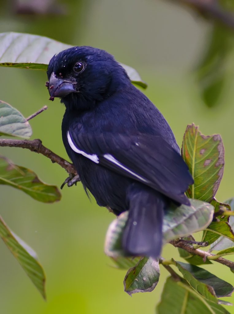 El Negrito también conocido como el canario negro por su melodioso canto, constituye una de las aves más perseguidas.