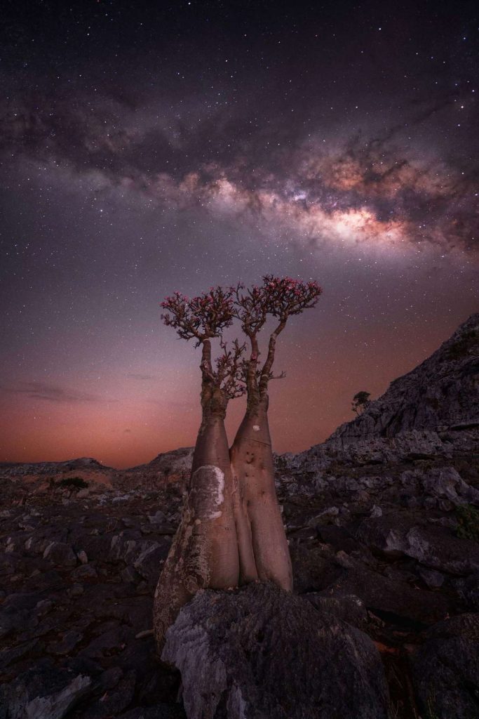 "Blooming Bottle Tree" por Rosita Dimitrova .Socotra, Yemen. "Visitar Socotra fue un sueño hecho realidad: había estado en lo más alto de mi lista de deseos durante un par de años"