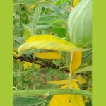 chinche del frijol negro