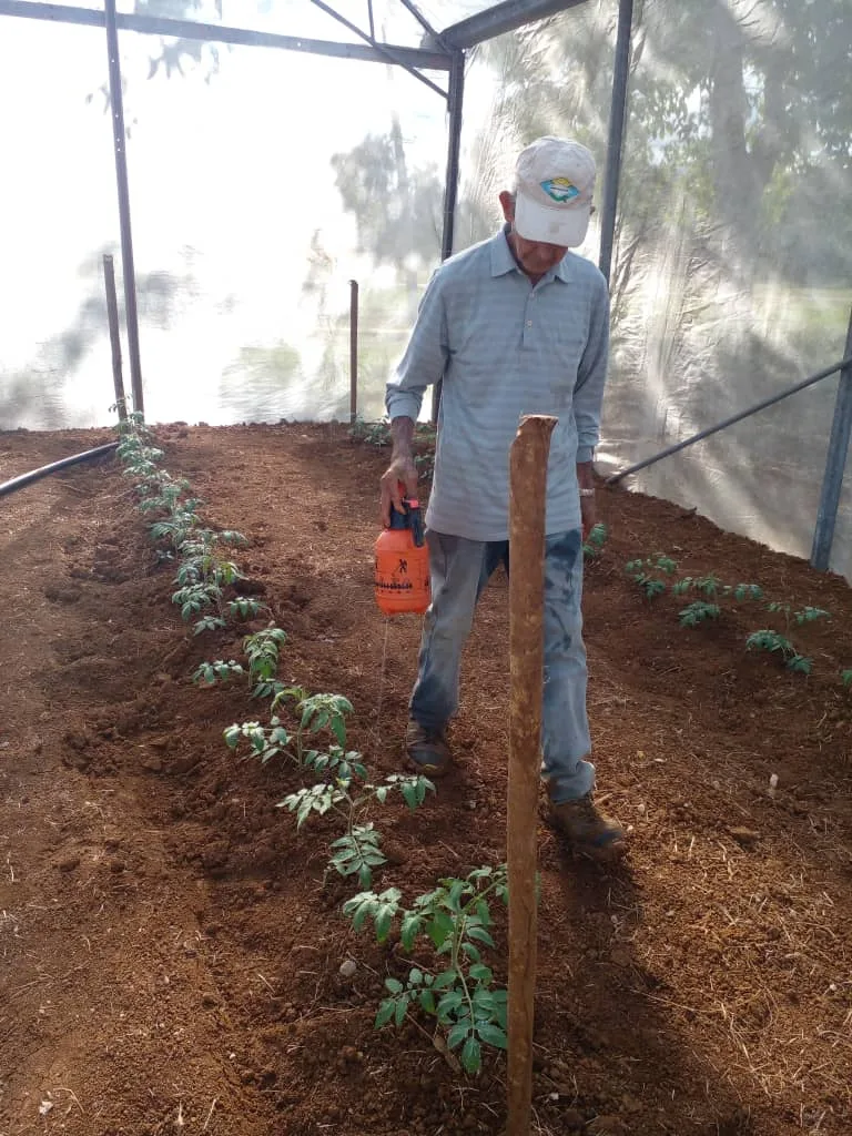 Como resultado del Acelerador agrícola se ha cosechado tomate, calabaza, rúcula, romerio y apio, entre otras plantas condimentosas.