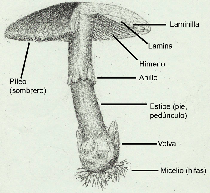 Estructuras de un basidiomiceto.