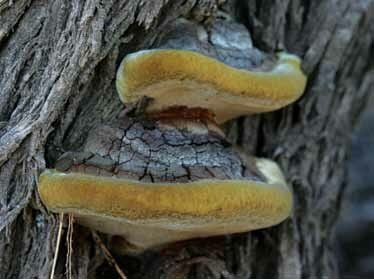 Hongos causantes de la pudrición blanca.