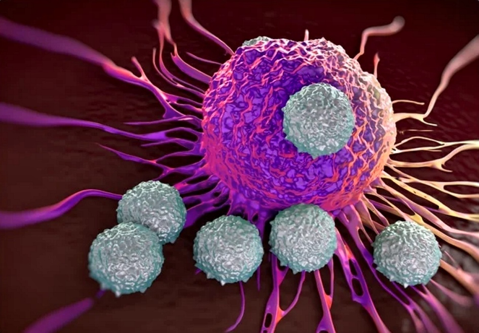 Células T atacando una célula cancerígena.
