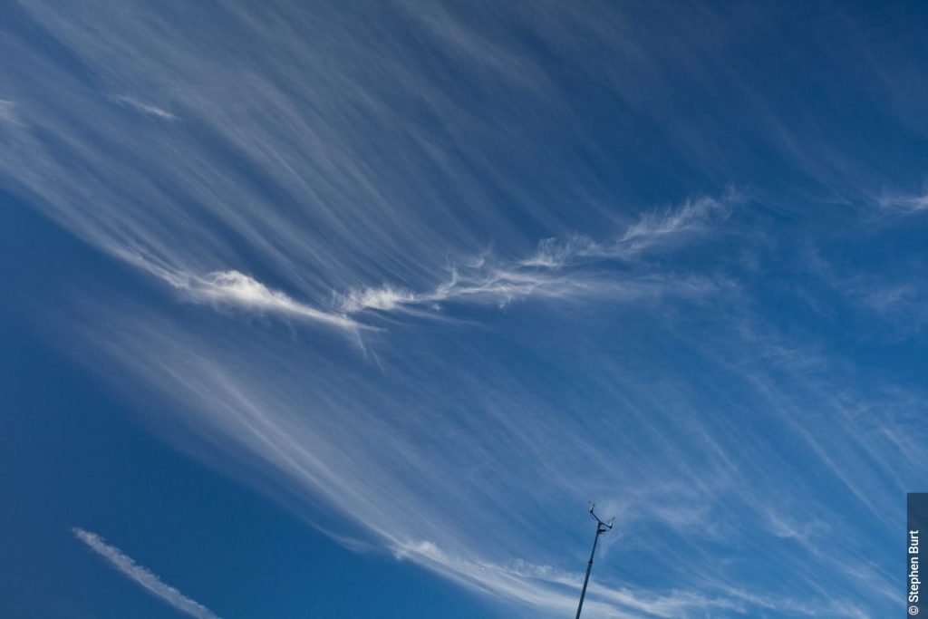 Cirrus intortus