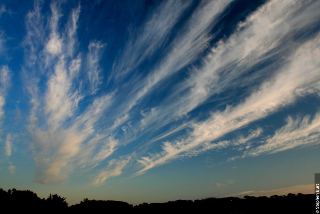 Cirrus radiatus