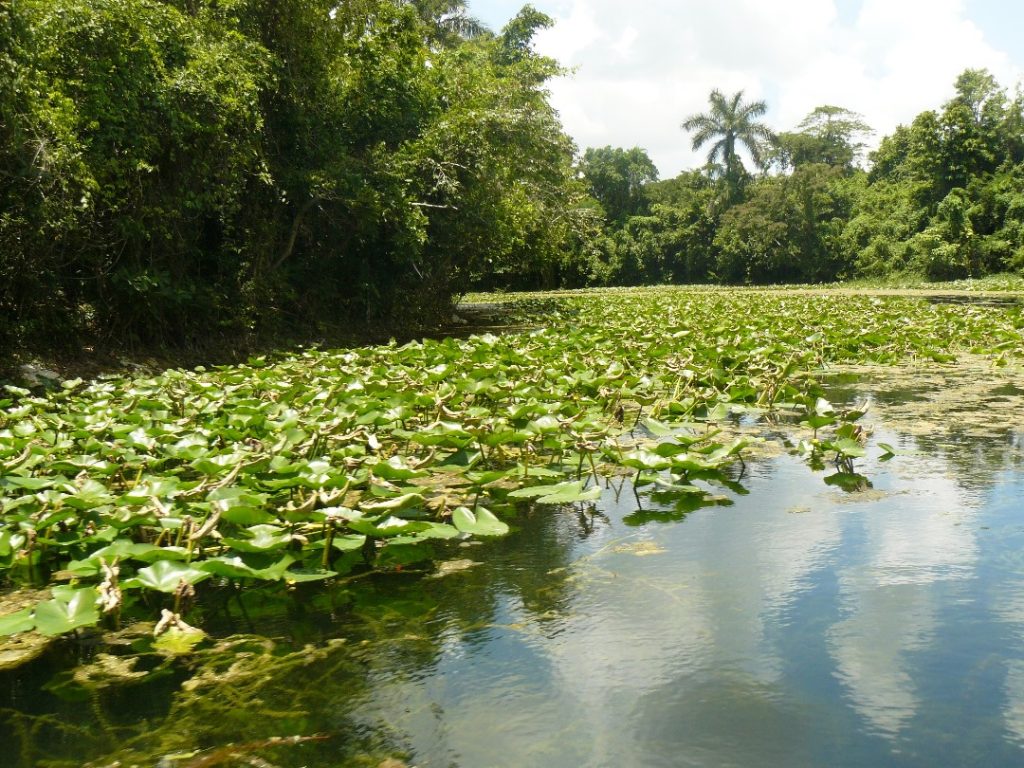 La capacidad de autodepuración de las aguas.