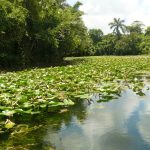 La capacidad de autodepuración de las aguas.