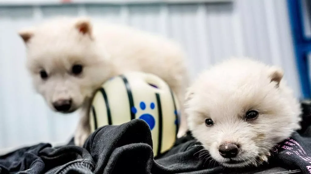 cachorros generados por genética