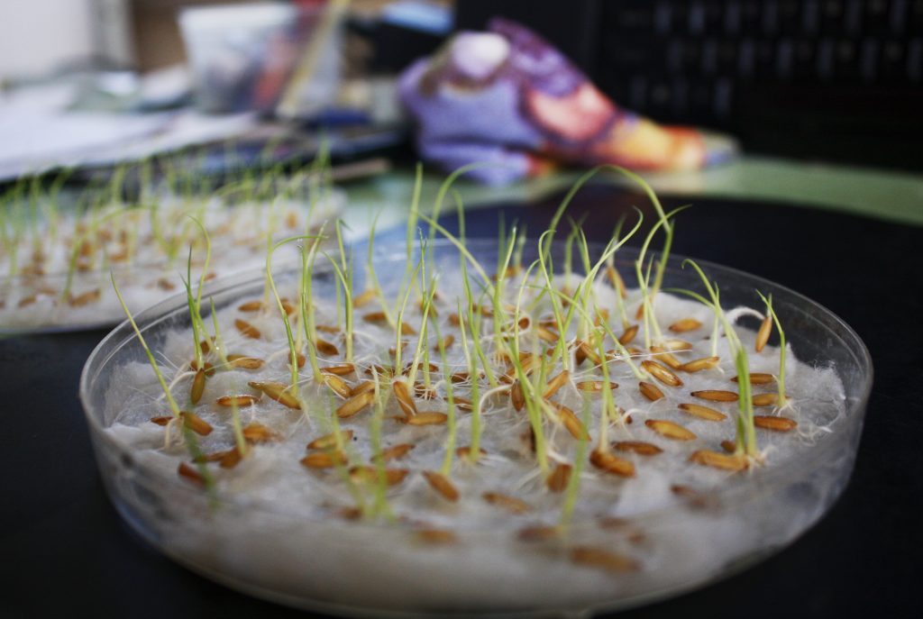 Prueba para medir la germinación de las semillas de arroz en el laboratorio del SICS. (Foto: Roberto Javier Bermúdez)