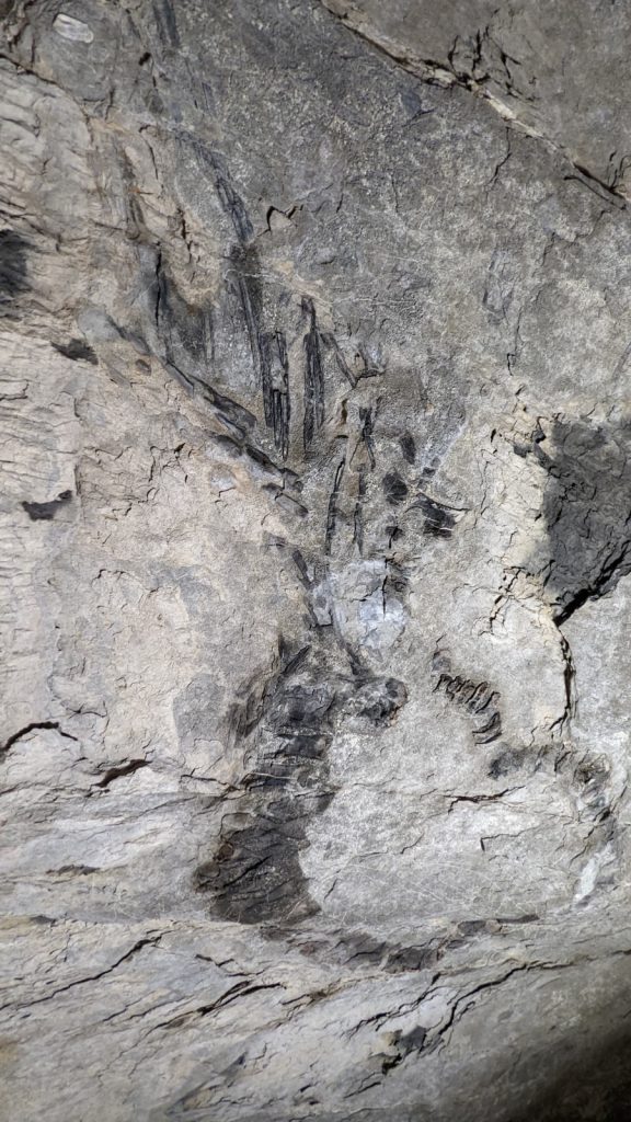 Aspecto de la pared fosilífera después de aplicadas dos manos del producto. Los huesos (negros) del ictiosaurio resaltan más sobre el fondo rocoso gris. Observe las fisuras en la roca.