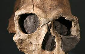 fósiles de homo naledi