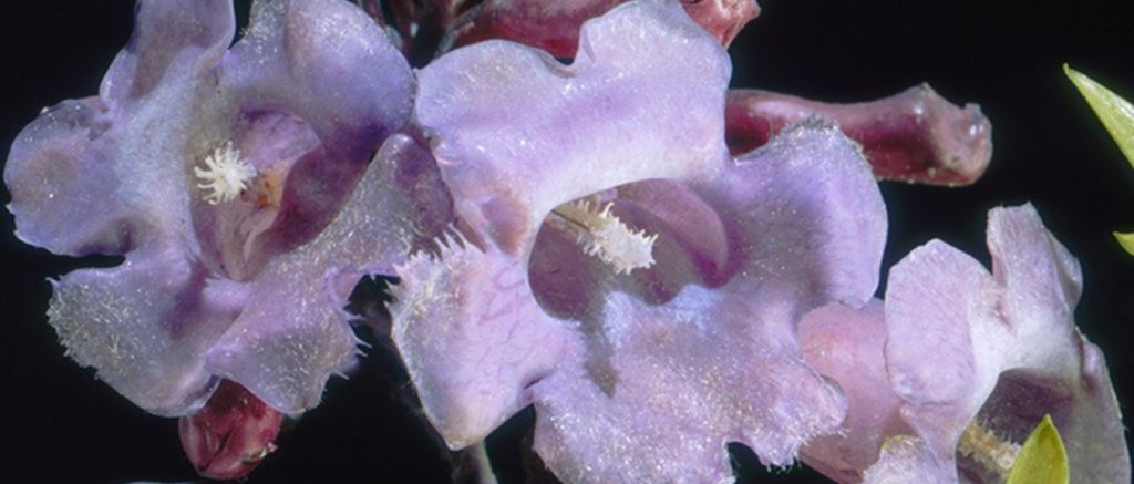 Modelos de las Flores de Cristal