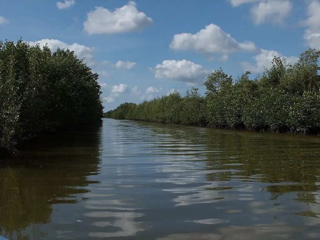 imagen de un río y manglares