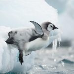 cría de pingüino