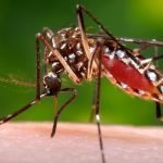mosquito Aedes aegypti