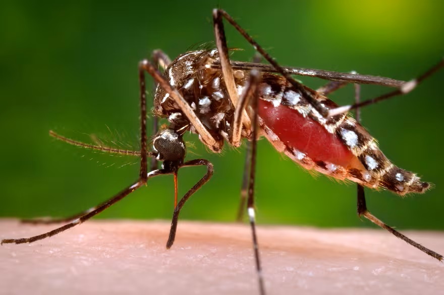 mosquito Aedes aegypti