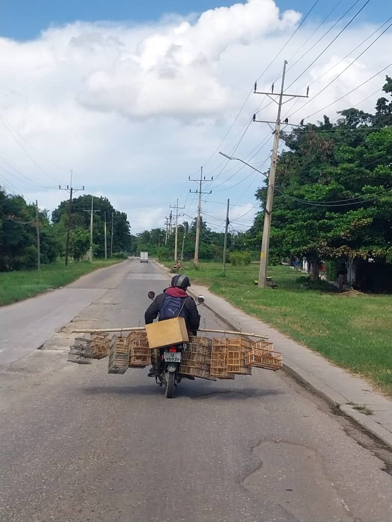 La foto es de Cuba, pero la caza, captura y tráfico ilegal de especies, afectan a las aves de todo el mundo.