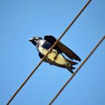 golondrina caribeña