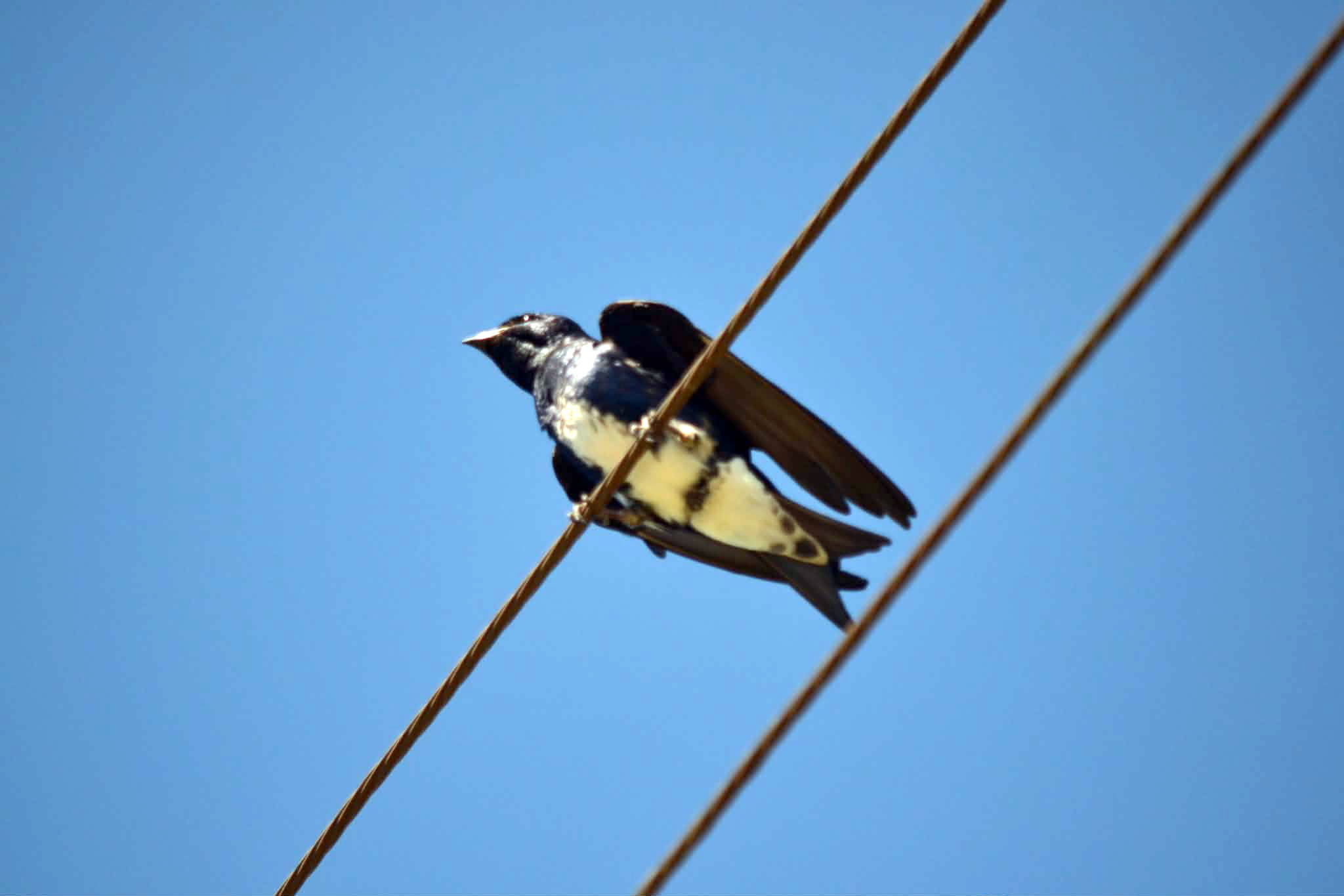 golondrina caribeña