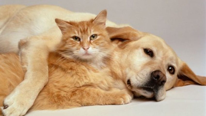Perro y gato