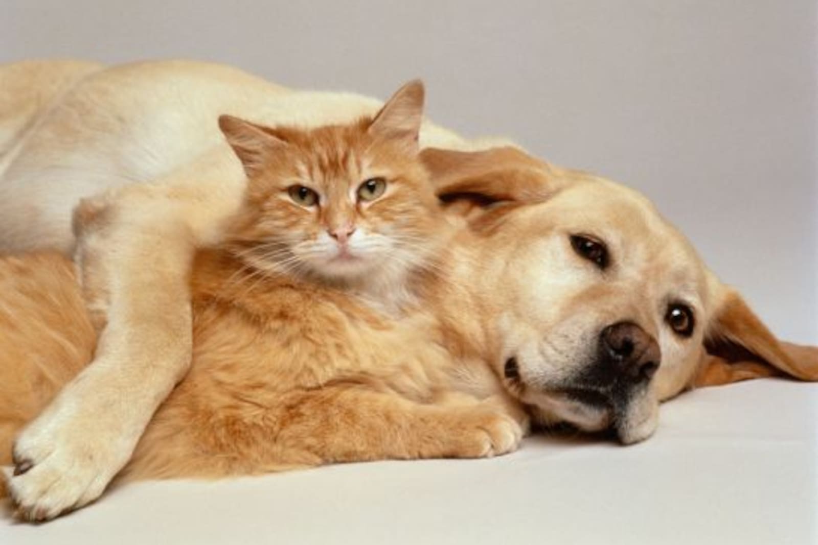 Perro y gato